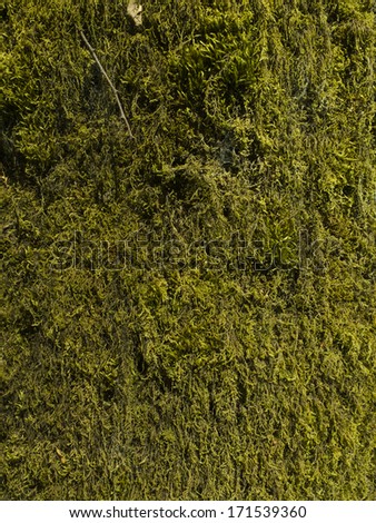 Moss on the trunk, bark, cortex of a tree, Creating a green rough texture. Nobody. Natural