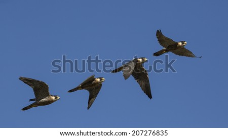 Falco peregrinus, flying sequence with blue sky in attack, falconry, peregrine falcon.
