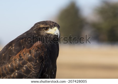 Parabuteo unicinctus, falconry standing on a peace of wood.