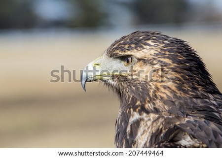 Geranoaetus melanoleucus, young bird of prey, black chested eagle hawk.
