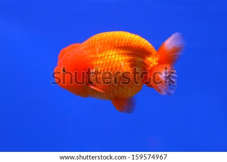Goldfish in fish tank and blue background