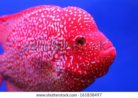 Image of cichlid fish swim in fish tank with blue background
