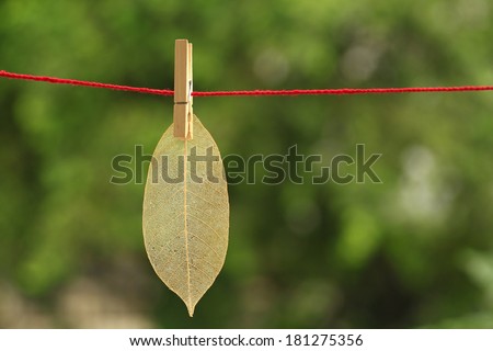Dry leaf hang on red rope selected focus for blur green tree background