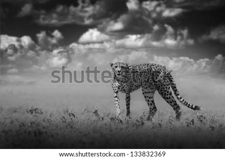 African wild cheetah in black and white with dark sky
