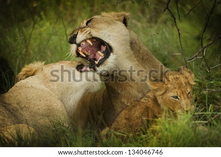 lions with teeth dangerous defend the little puppy born
