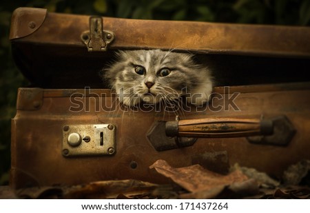 vintage suitcase with cat puppy
