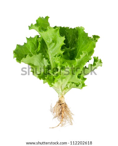 Fresh Green Lettuce With Root Isolated On White Background 