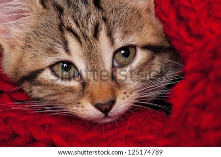 Cute little kitten wrapped up in a warm knitted scarf close-up