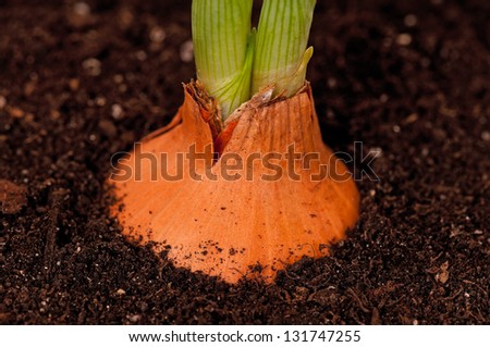 Sprouted young onion in the organic soil close-up