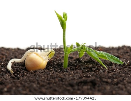Sprouted yellow peas on organic soil with young plant over white background