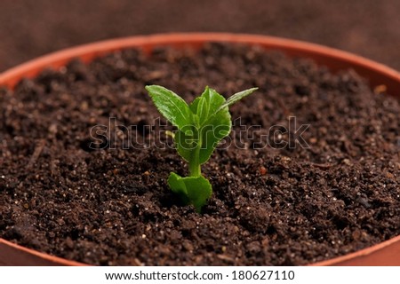 Sprouted young plant in the organic soil background close-up