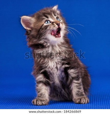 Cute little kitten lick his lips over blue background