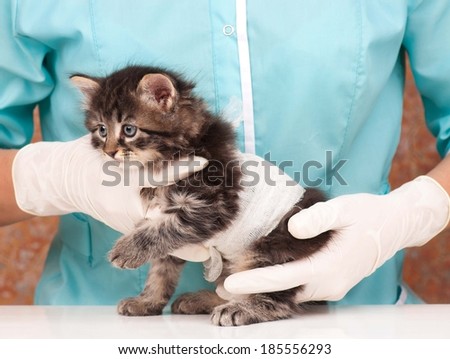 Cute little kitten on survey at the veterinarian close-up