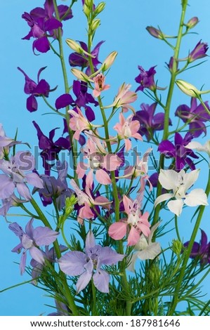 Wild delphinium flower in a vase over light-blue background