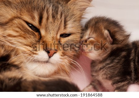 Lovely siberian cat with newborn kitten close-up