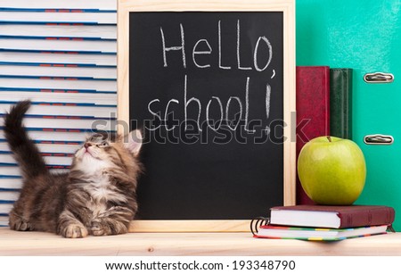 Cute little  kitten with school accessories is happy to go to school