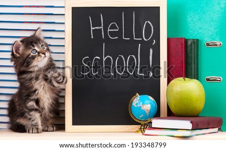Cute little  kitten with school accessories is ready to go to school