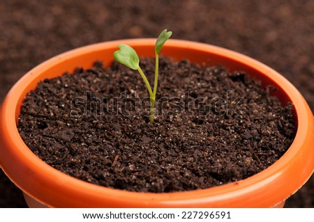 Young green sprout on a black organic soil close-up