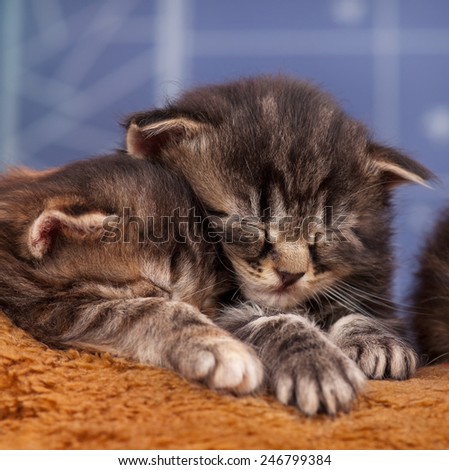 Asleep newborn kittens on a fur fabric over light-blue background