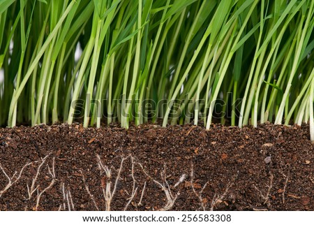 Bright green grass with roots in the organic soil. Focus on the roots