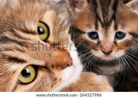 Cute siberian cat with little kitten with focus on the cat