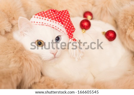 white cat in red hat with christmas ball