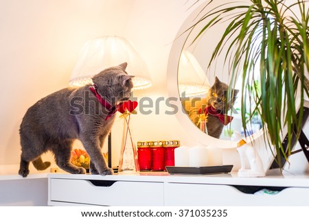 Valentine\'s Day British cat in a burgundy bow tie is in the mirror and looking into the reflection