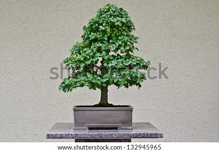 Superb Japanese Hackberry Bonzai isolated on a uniform beige wall