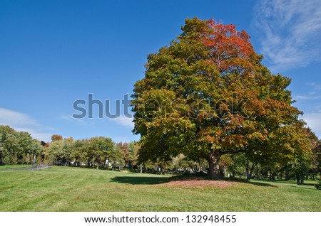 Huge Tree with autumn colors in Montreal