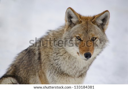 Coyote looking at the viewer, on snowy background