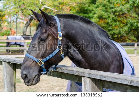 Close-up of a black horse head outdoors