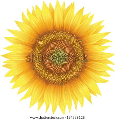 Flower of sunflower, isolated on white, vector