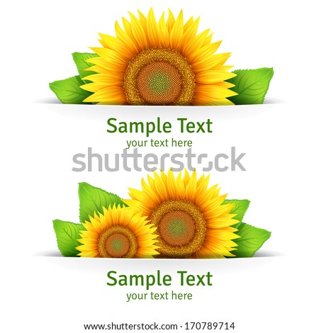 Summer Banner, Floral Background, Floral Icon Or Postcard Template With Yellow Flowers Of Sunflower And Green Leaves