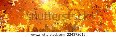 Yellow autumn maple leaves Ã¢Â?Â? banner, panorama