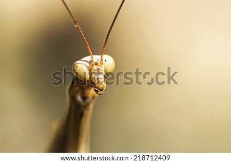 The European mantis (Mantis religiosa)