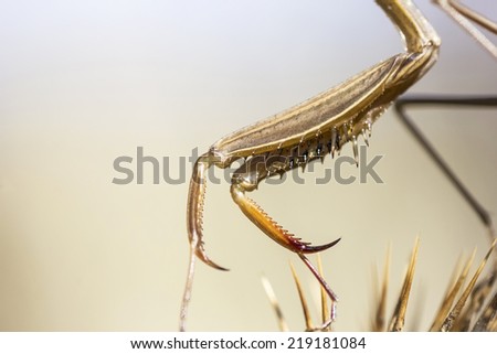 Detail of the leg of The European mantis (Mantis religiosa)