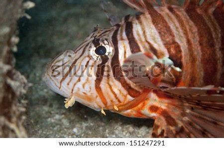 lion fish close up on face