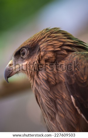 Black Kite : Hawk