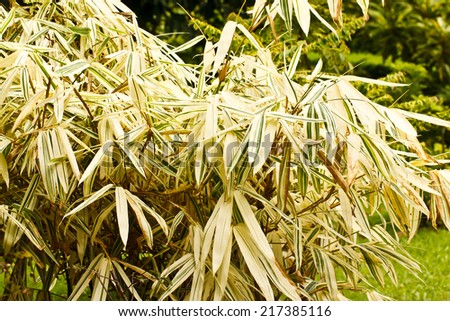 white bamboo plant in garden