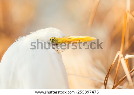 Detail of a White Shorebird Resting by the Rushes on a Sea Shore
