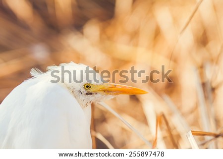 Detail of a White Shorebird Resting by the Rushes on a Sea Shore
