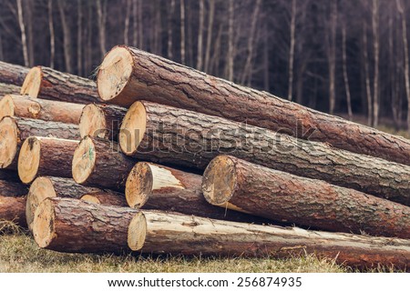 Pile of pine logs on meadow in forest