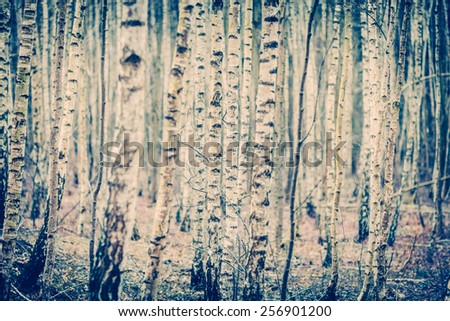 Scary background made of birch trees in deep forest (toned image)