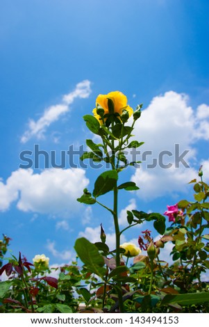 Brilliant yellow rose against deep blue sky