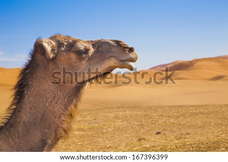 Dromedary head in front of sand dunes