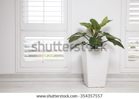 white office wall,  window and green tree
