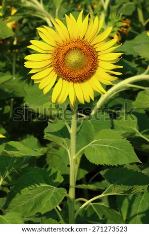 The little sunflower blossom in the field.Selective&soft focus used.