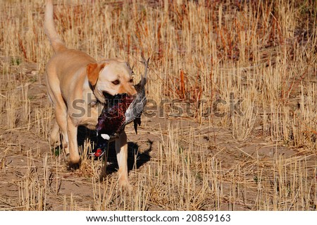 Golden Labrador with Pheasant in month on retrieve.