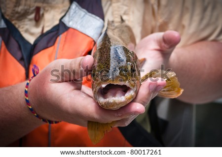 Straight on close up of a brown trout after being caught held in hands