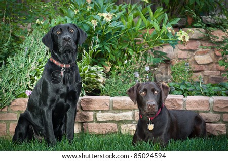 Black and Chocolate Labradors sitting on grass